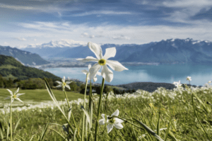 Le Chemin des Narcisses