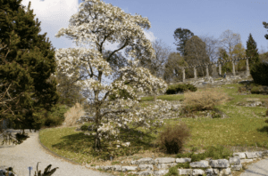 Le Jardin botanique de Lausanne