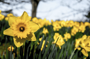 Parc naturel des Jonquilles